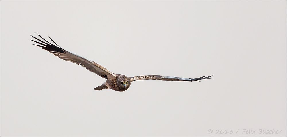 Rohrweihe im Anflug