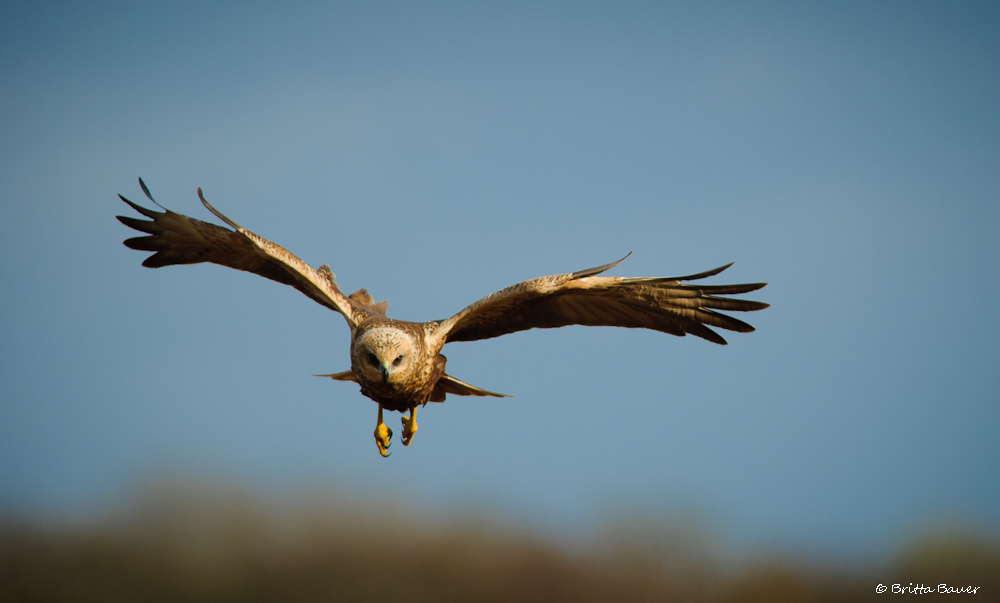 Rohrweihe im Anflug