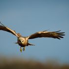 Rohrweihe im Anflug