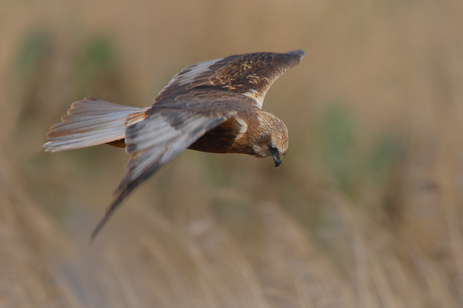 Rohrweihe im Flug