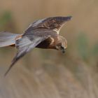 Rohrweihe im Flug