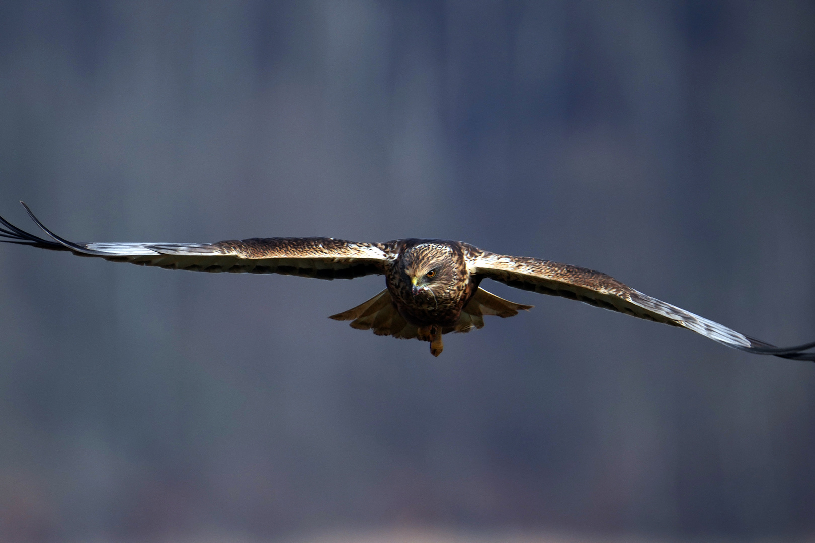 ROHRWEIHE im Flug