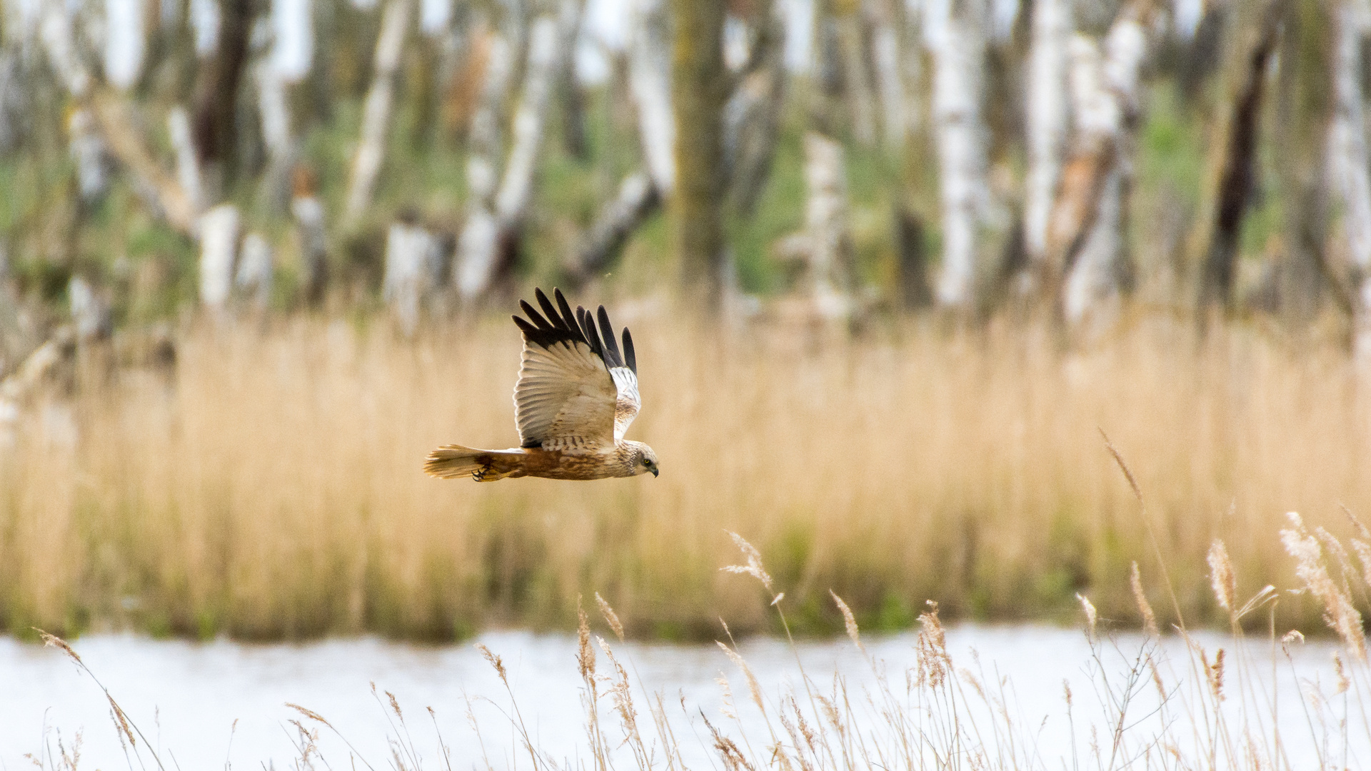 Rohrweihe im Flug