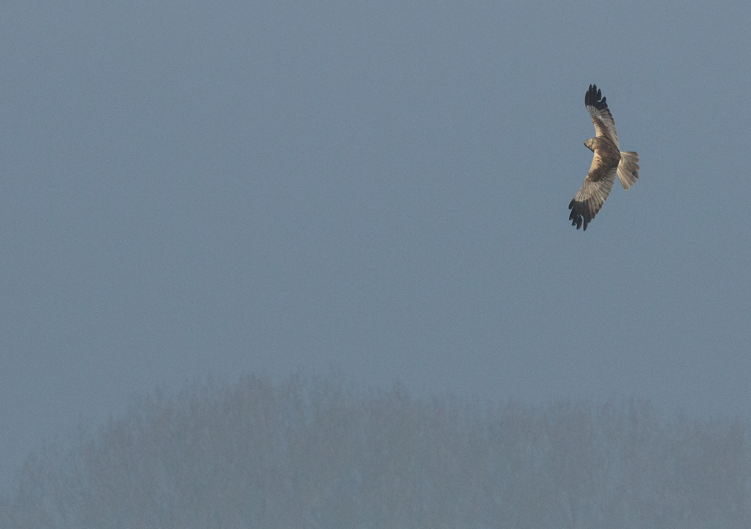 Rohrweihe im Flug