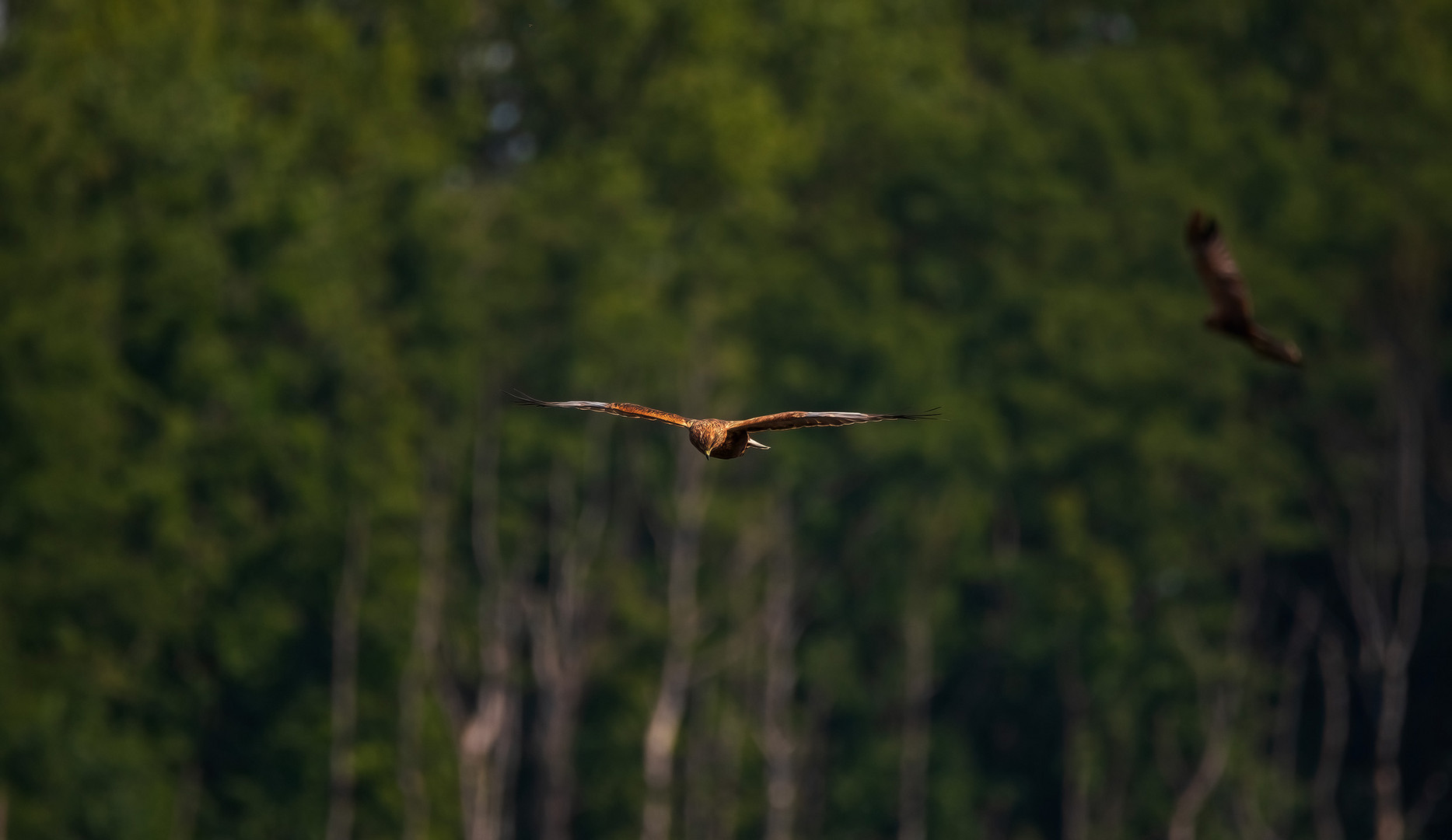 Rohrweihe im Gleitflug