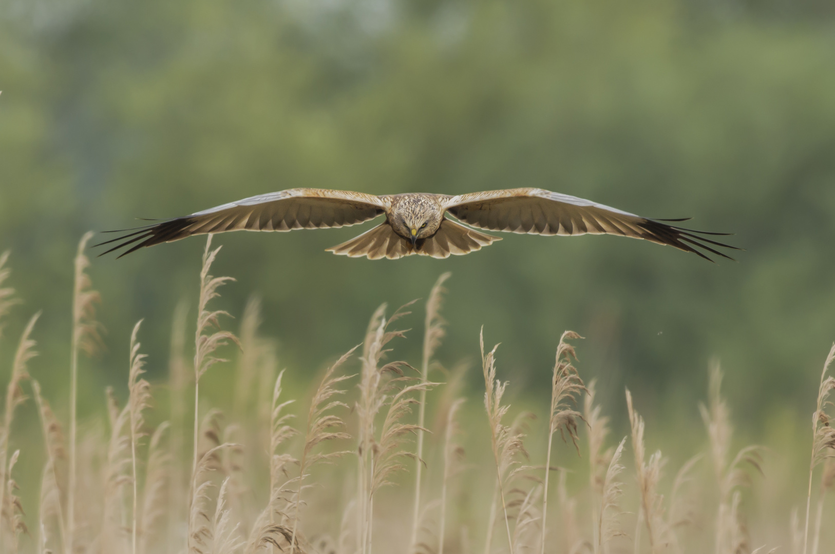 Rohrweihe im Gleitflug