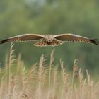 Rohrweihe im Gleitflug