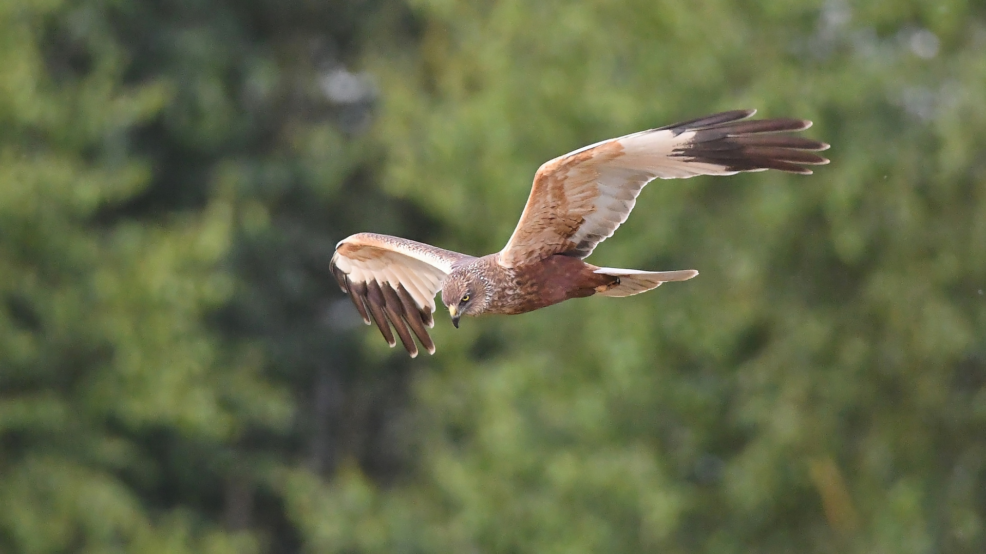 Rohrweihe im Jagd-Flug (01)