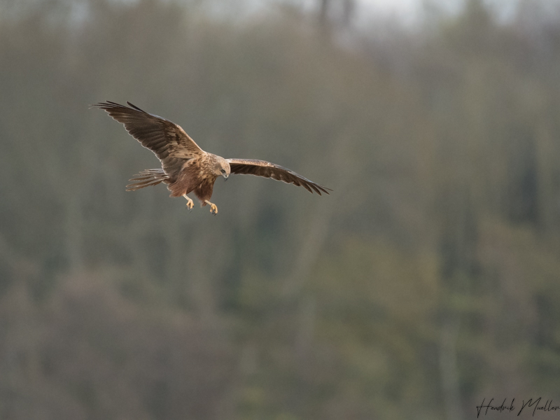 Rohrweihe im Jagdflug