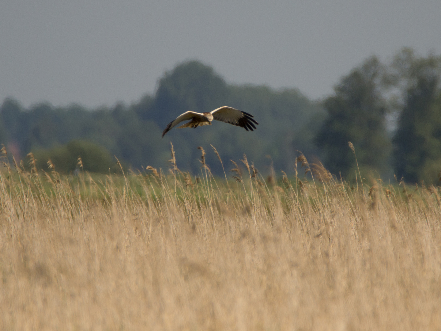 Rohrweihe im Landeanflug