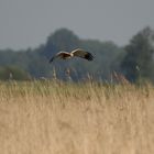 Rohrweihe im Landeanflug