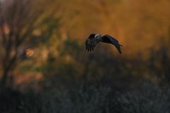 Rohrweihe im letzten Licht