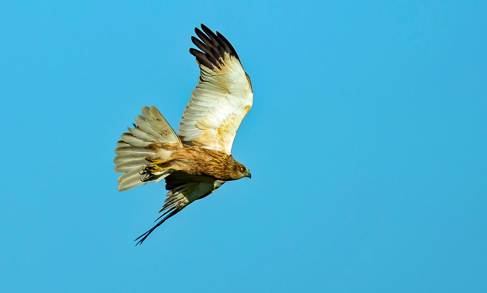 Rohrweihe  im Messerflug