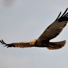 Rohrweihe im Streichflug über den Karowern Teichen