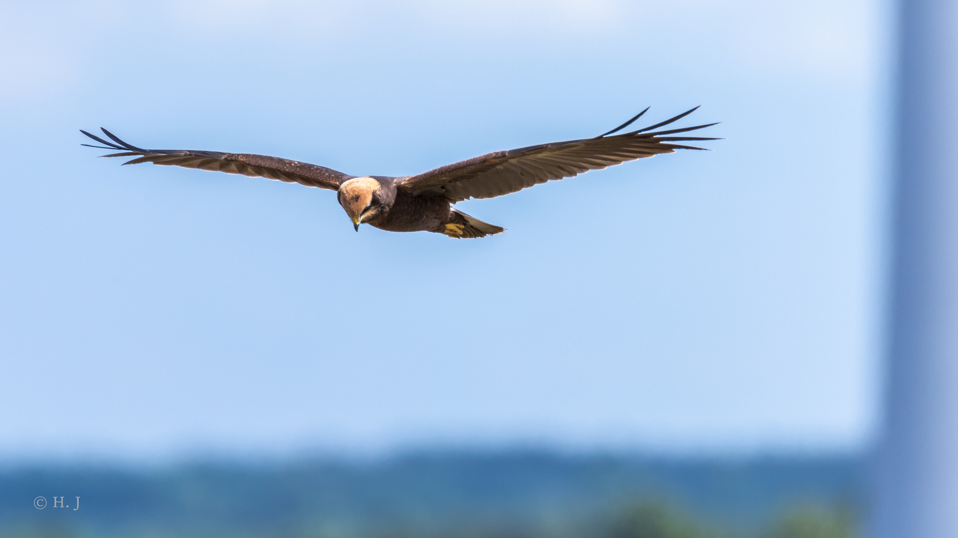 Rohrweihe im Suchflug