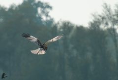 Rohrweihe im Suchflug