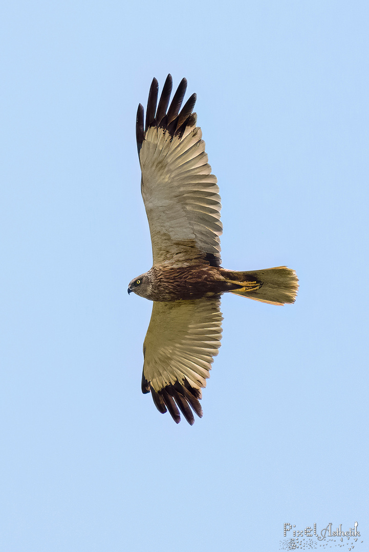 Rohrweihe im Überflug