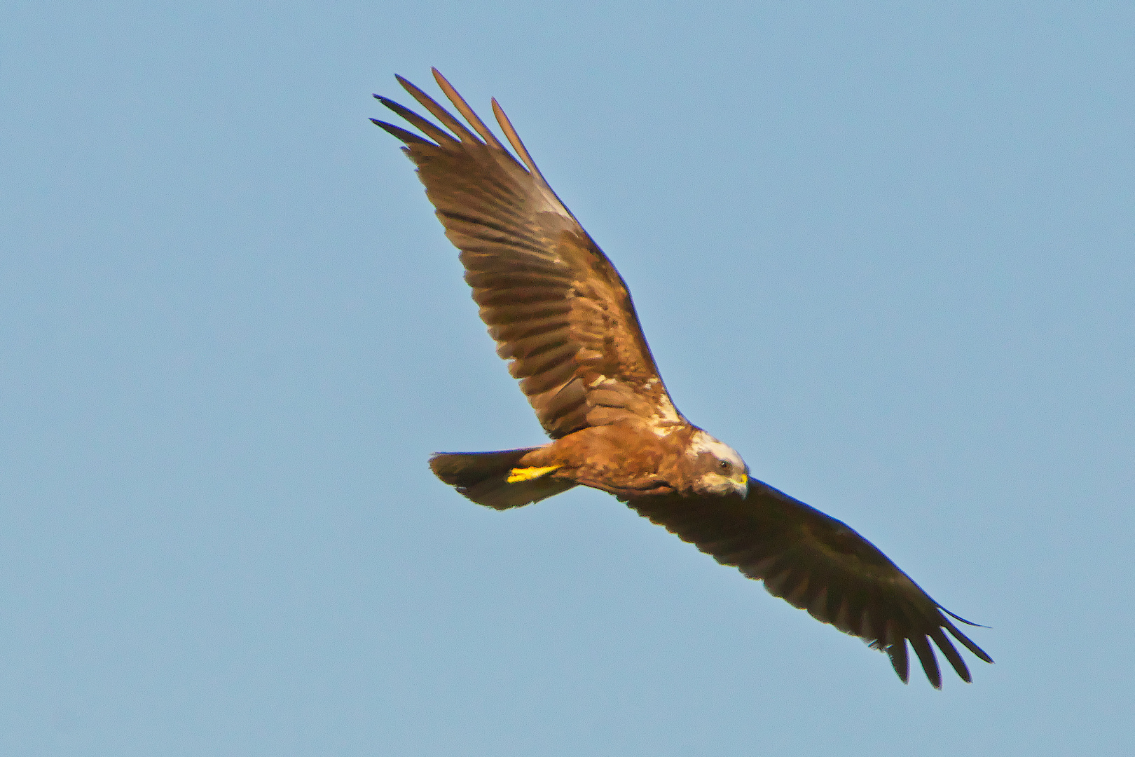 -Rohrweihe im Überflug