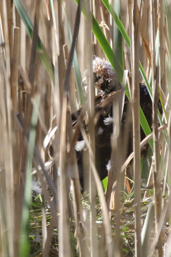 "ROHRWEIHE", Jungvogel