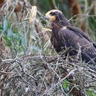 "ROHRWEIHE", Jungvogel