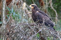 "ROHRWEIHE", Jungvogel