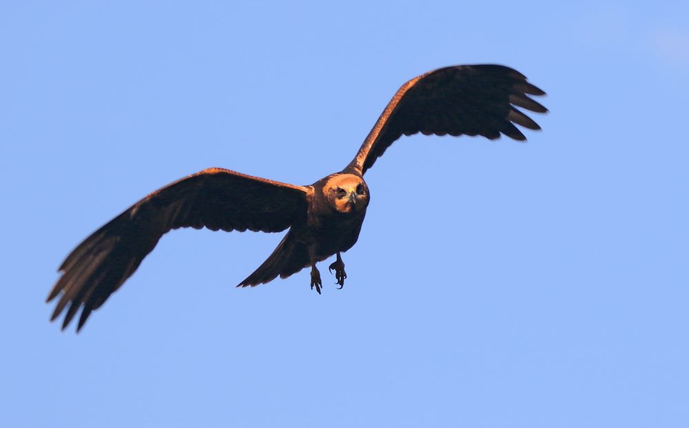 "ROHRWEIHE", Jungvogel ca. 4 Tage flügge