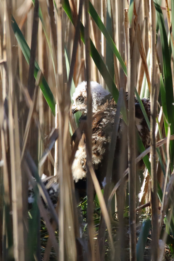 "ROHRWEIHE", Jungvogel