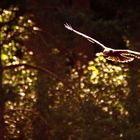 "ROHRWEIHE", Jungvogel im Gegenlicht 