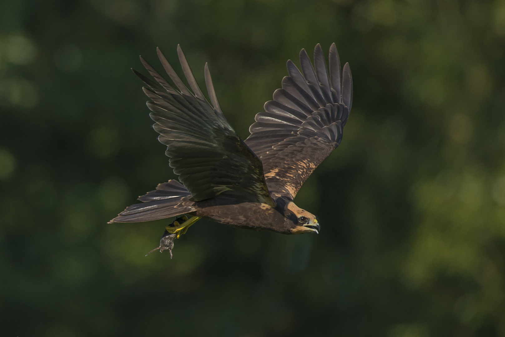 Rohrweihe (Jungvogel) nach Futterübergabe durch einen Altvogel.