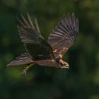 Rohrweihe (Jungvogel) nach Futterübergabe durch einen Altvogel.