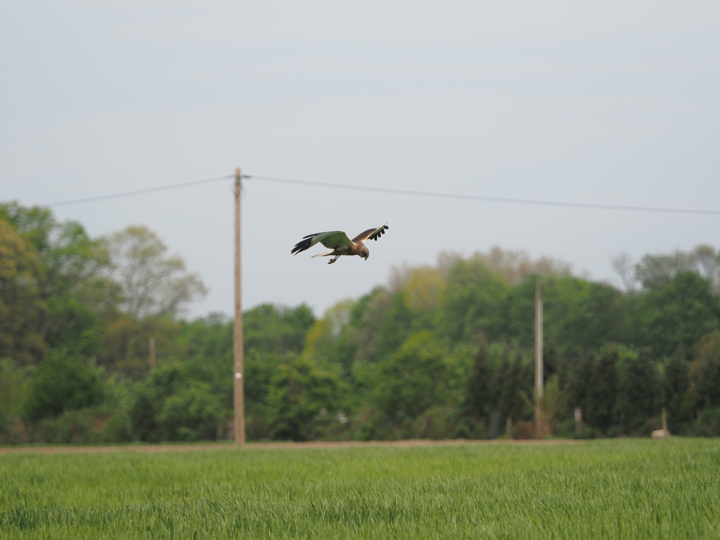 Rohrweihe m bei der Jagd