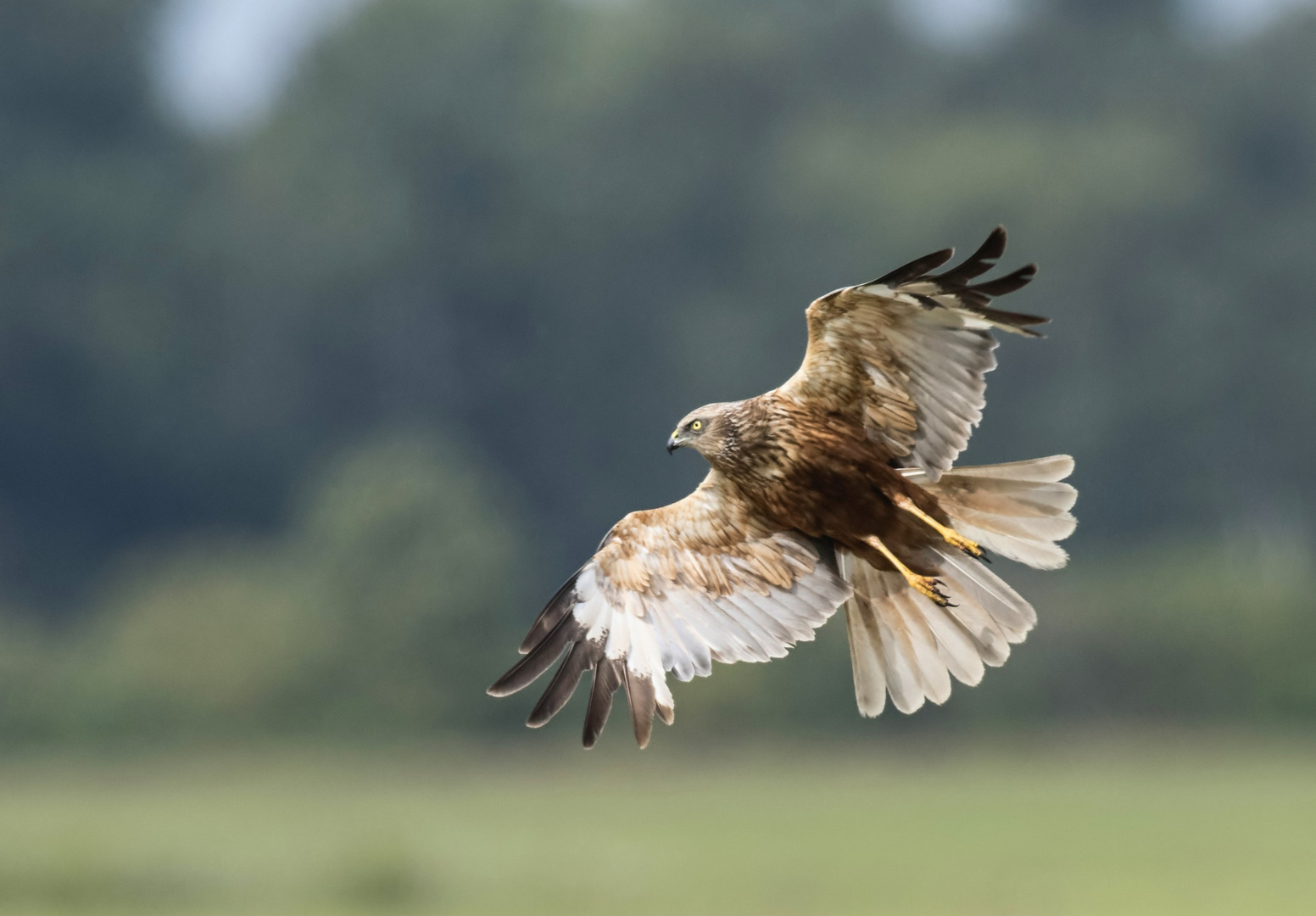 Rohrweihe m beim Anflug