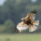 Rohrweihe m beim Anflug