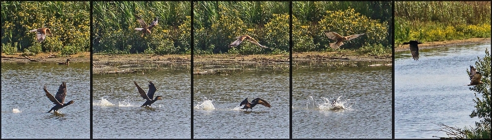 Rohrweihe macht Jagd auf Kormoran und .......