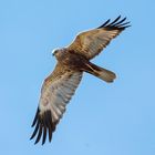 Rohrweihe Männchen im Überflug - Was für ein Blick