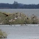 Rohrweihe, Männchen und Weibchen, Kormorankolonie im Hintergrund.