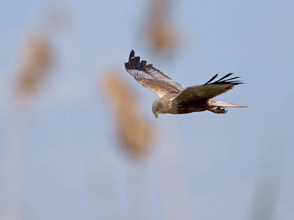 Rohrweihe / Marsh harrier