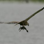 Rohrweihe mit Haubentaucherjungen