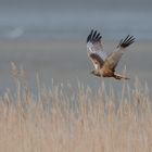 Rohrweihe Überflug im Revier