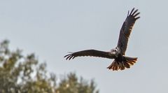 Rohrweihe und nicht                 gedachte Bussard