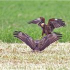 Rohrweihe vs Bussard