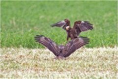 Rohrweihe vs Bussard