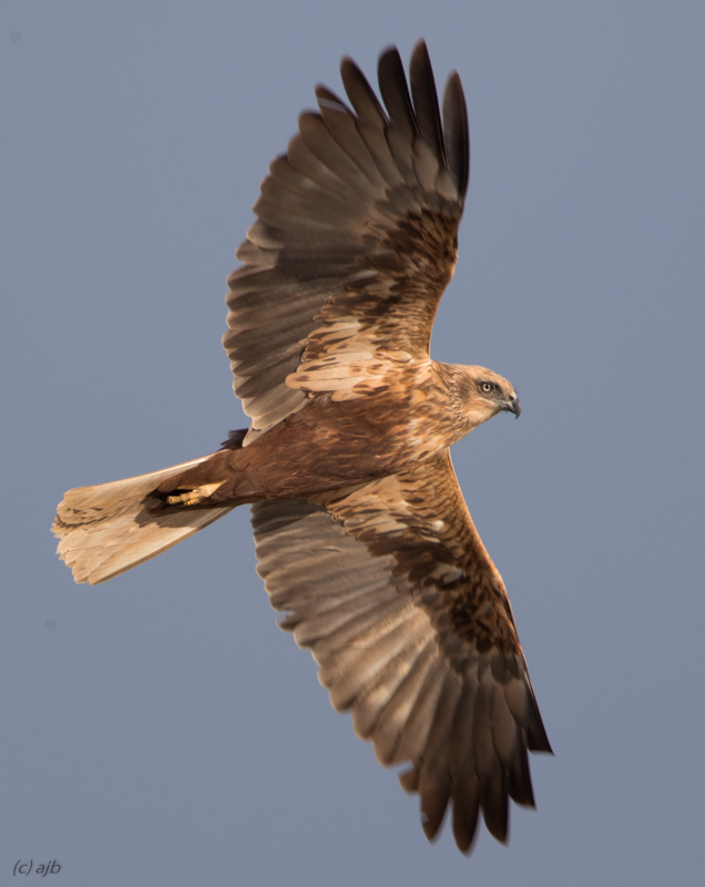 Rohrweihe weibchen / Female Marsh harrier