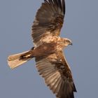 Rohrweihe weibchen / Female Marsh harrier