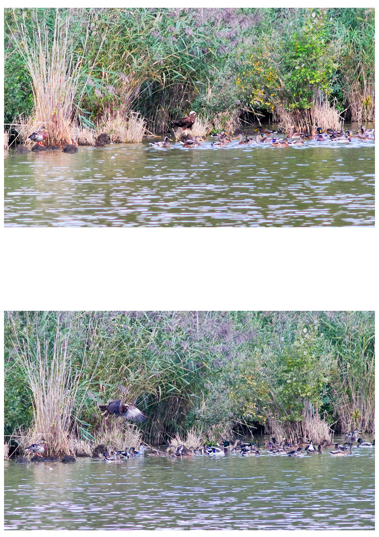 Rohrweihe zu Besuch bei den Enten....