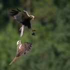 Rohrweihen bei der Futterübergabe