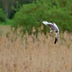 Rohrweihen – Frühling: Da wird volles Rohr gebalzt 01