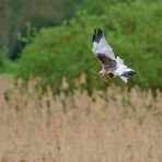 Rohrweihen – Frühling: Da wird volles Rohr gebalzt 04