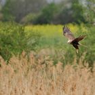 Rohrweihen – Frühling: Die Würfel sind gefallen