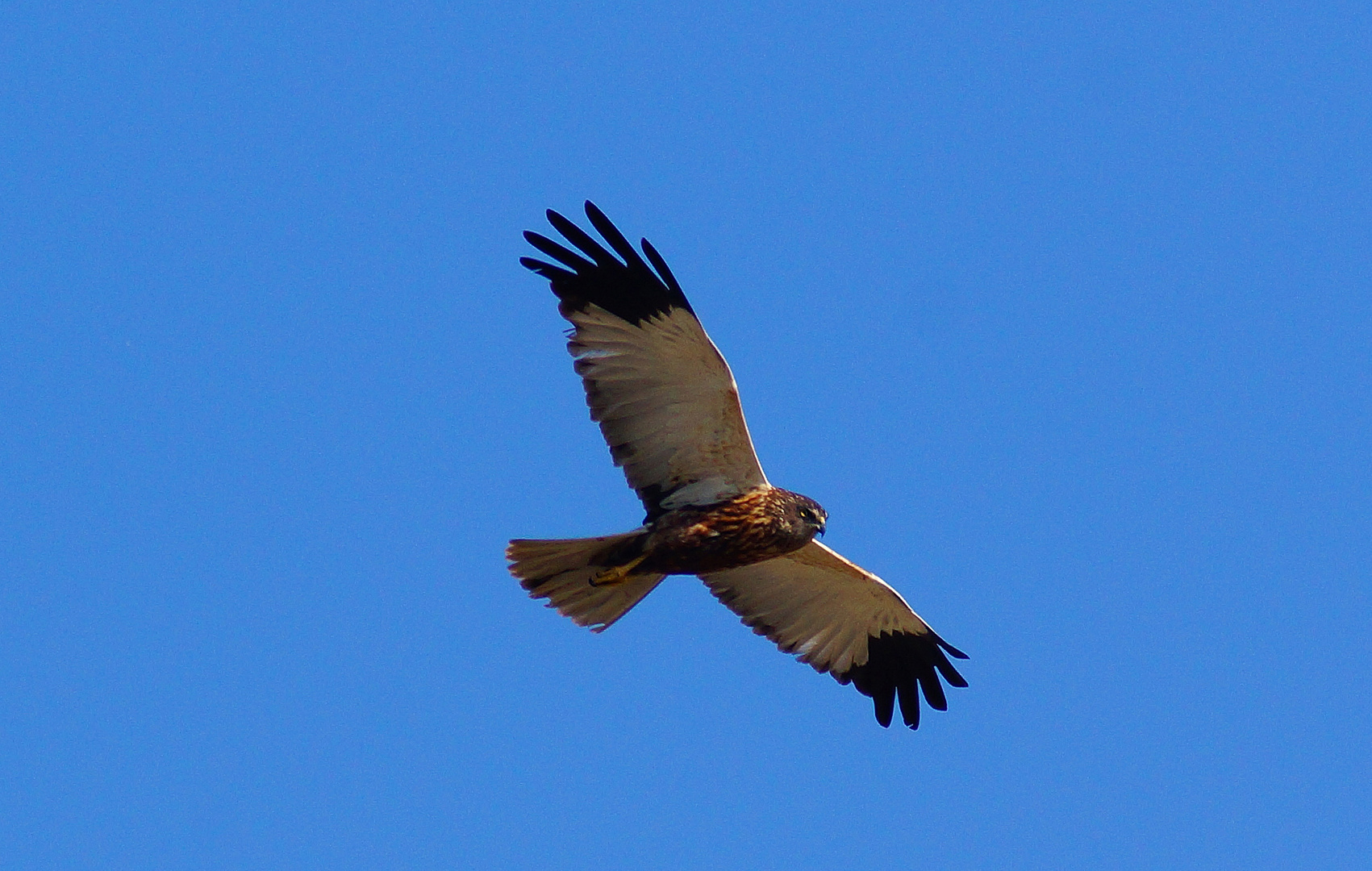 Rohrweihen Männchen